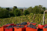 20090926_153348 Vendemmia.jpg